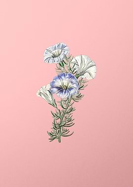 Sky Blue Alona Flower