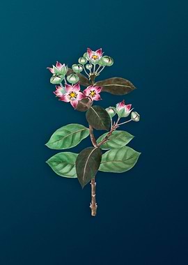 Tall Calotropis Flower