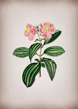 Starry Osbeckia Flower