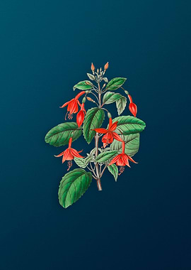 Standishs Fuchsia Flower