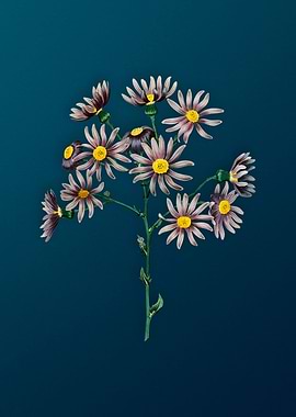 Lilac Senecio Flower