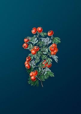 Sweet Scented Hawthorn