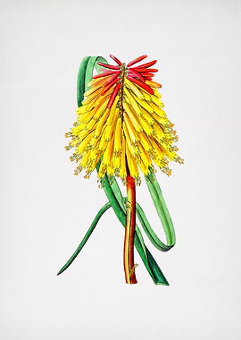 Vintage Burchells Tritoma