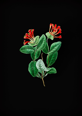 North West Honeysuckle