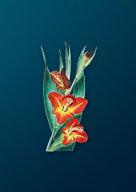 Parrot Gladiole Flower