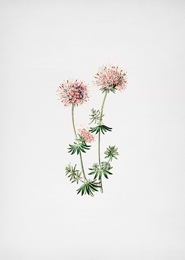 Crucianella Flower Branch