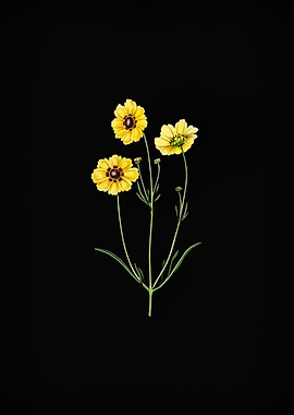 Dyers Coreopsis Flower