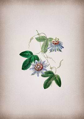 Sullivans Passion Flower