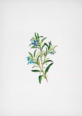 Blue Narrow Leaved Sollya