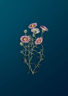 Hoary Diplopappus Flower