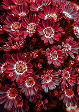 daisy in bloom in spring