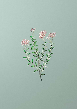 Vintage Pink Selago Flower