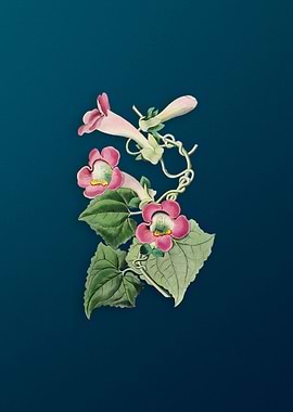 Blushing Lophospermum