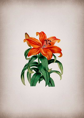 Vintage Orange Lily