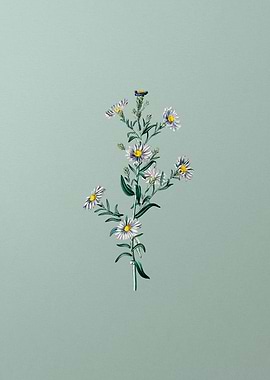 Glaucous Aster Flower