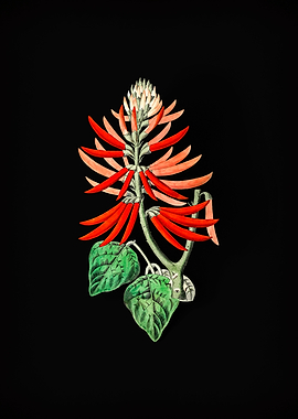 Naked Flowering Erythrina