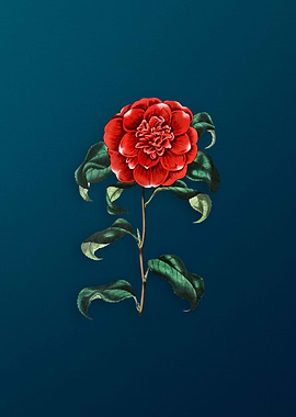 Vintage Crimson Camellia