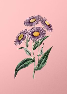 Shewy Stenactis on Pink