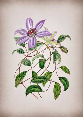 Violet Clematis Flower