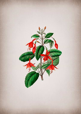 Standishs Fuchsia Flower