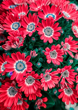 daisy in bloom in spring