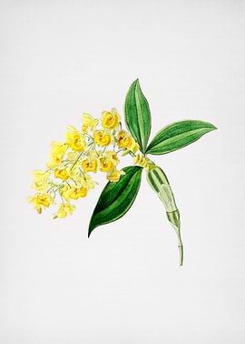 Dense Flowered Dendrobium