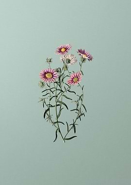 Hoary Diplopappus Flower