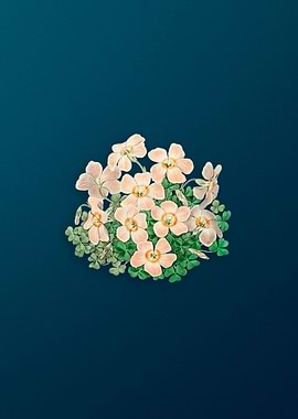 Oxalis Flower on Teal