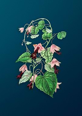 Twinning Red Cloak Flower