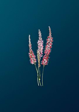 Polygonum Flower on Teal
