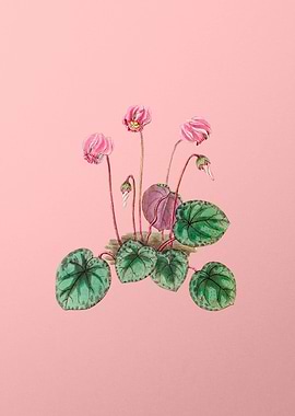 Shore Cyclamen Flower