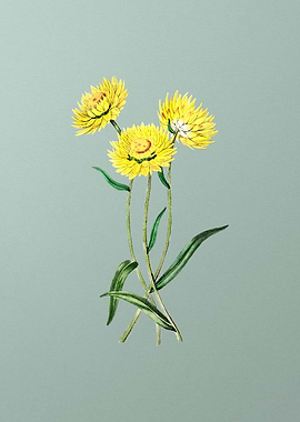 Helichrysum Flower on Mint
