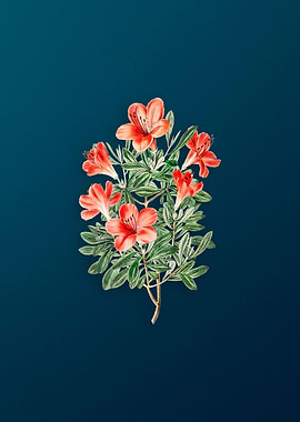 Red Chinese Azalea on Teal