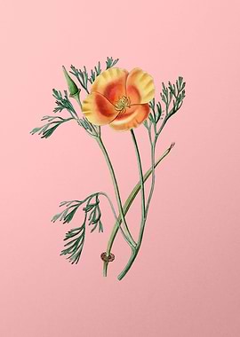 Saffron Color Eschscholzia