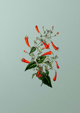 Heart Leaved Manettia