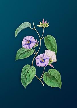 Hoary Jacquemontia Flower