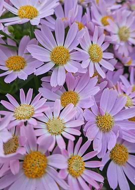 pink daisy in bloom