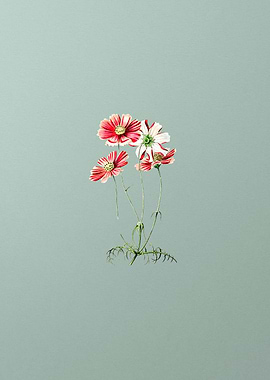 Fine Leaf Cosmus Flower