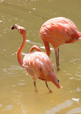 ruber flamingo