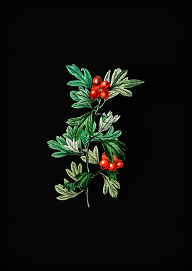 Morocco Hawthorn Flower