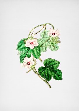 Vintage Ipomoea Flower