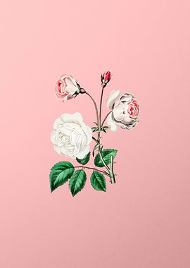 Ruga Rose Flower on Pink