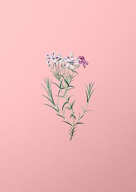 Shewy Phlox Flower Branch