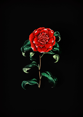Crimson Camellia on Black
