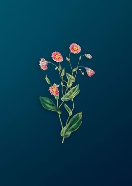 Vintage Rhodanthe on Teal