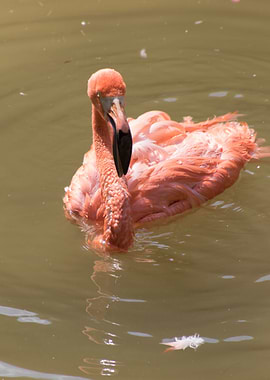 ruber flamingo