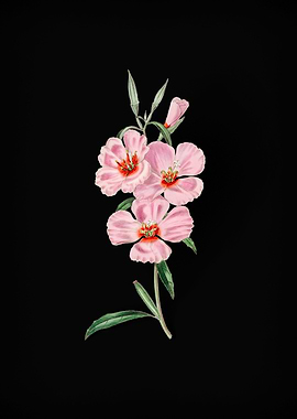 Vintage Pink Ruddy Godetia