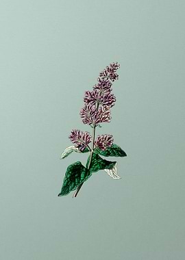 Josikas Lilac Flower Mint