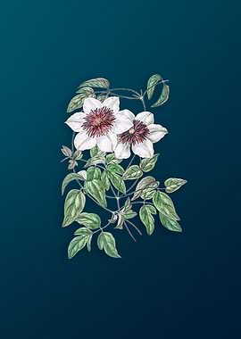 Vintage Siebalds Clematis