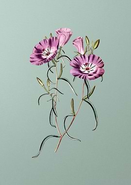 Chilian Evening Primrose